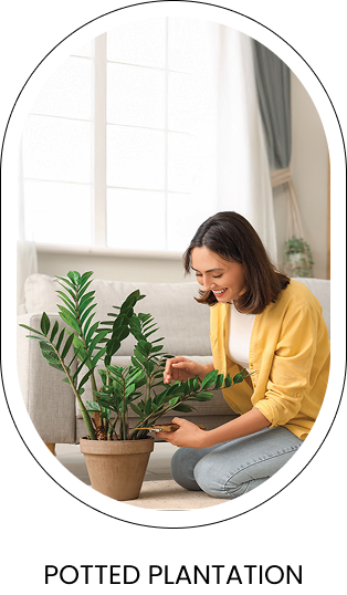 POTTED PLANTATION